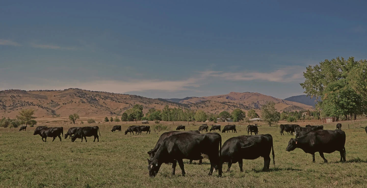 Cattle grazing in golden hour ranch landscape